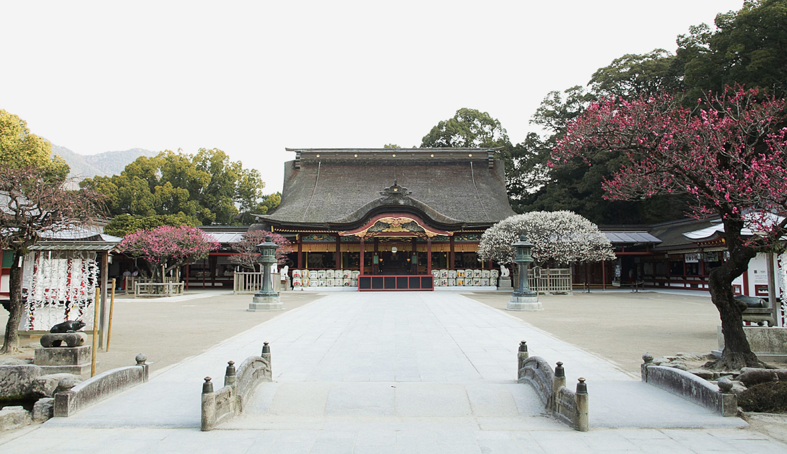 太宰府天満宮の桜