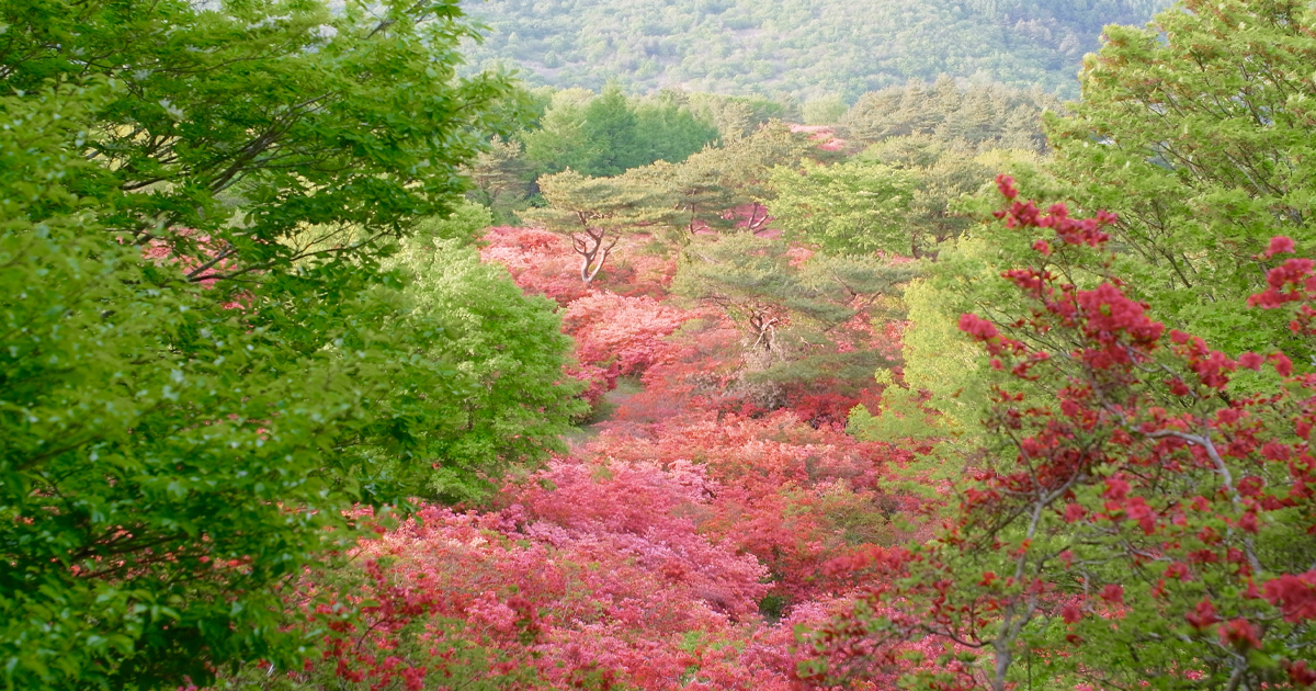ツツジの山からいただく色｜気仙沼ニッティング