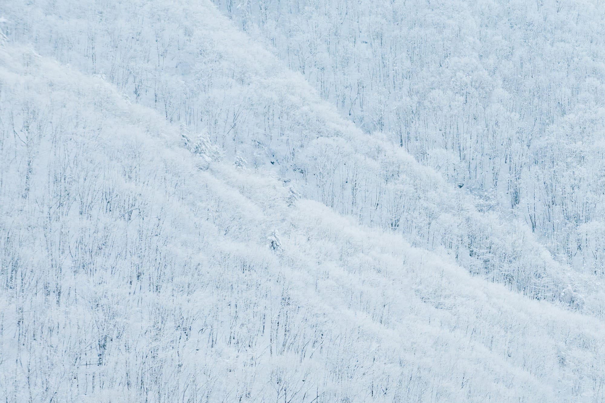 山形